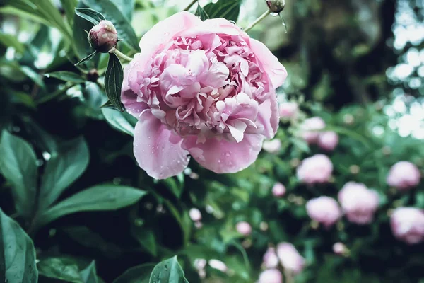 pink peonies flowers. Beautiful peony flowers blooming in the garden. Flower shop concept. Beautiful fresh purple flower on the flowerbed. Flower delivery.