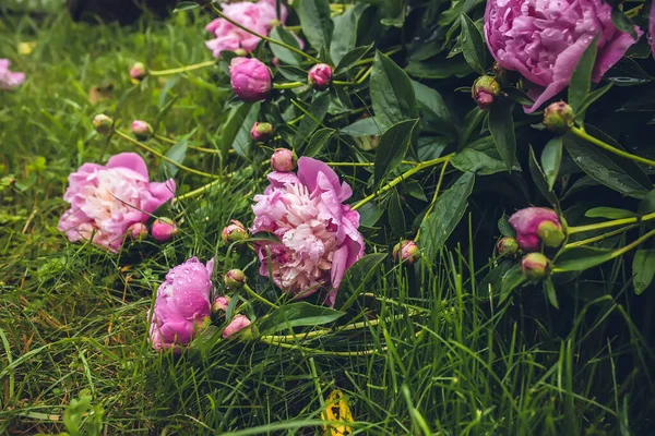 pink peonies flowers. Beautiful peony flowers blooming in the garden. Flower shop concept. Beautiful fresh purple flower on the flowerbed. Flower delivery.