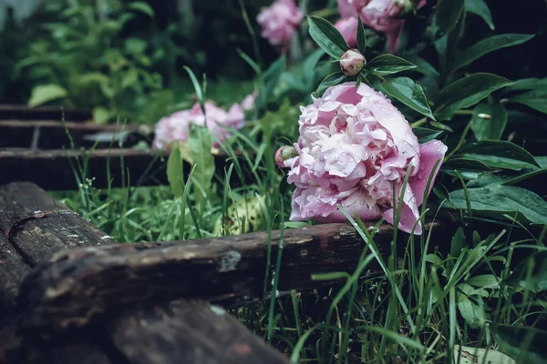 pink peonies flowers. Beautiful peony flowers blooming in the garden. Flower shop concept. Beautiful fresh purple flower on the flowerbed. Flower delivery.