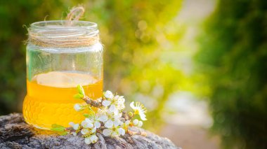jar of liquid floral honey against background of trees. flowering plum branch near fresh honey. Healthy food concept. Savior of the Honey Feast Day . Selective focus