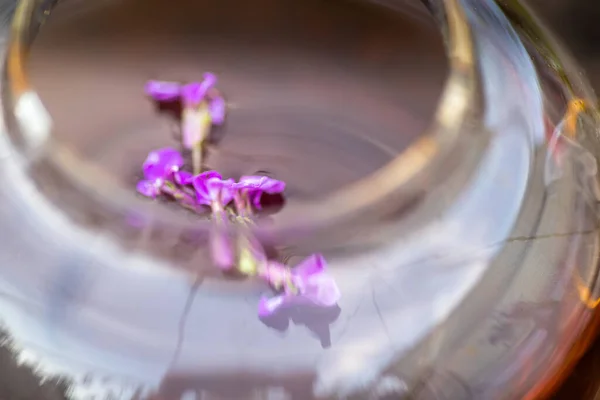 Pink flower in a transparent cup Matthiola incana, Brompton stock, common stock, hoary stock, ten-week stock, and gilly-flower tea. Selective focus