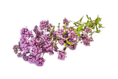 Oregano, Origanum vulgare 'nin çiçeklerini çiçek açtığı andan itibaren toplayın ve beyaz arka planda soyutlanmış bir şekilde kurutmaya başlayın. Alternatif tıp. Bitkisel konsept