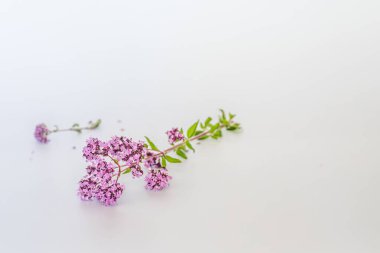 Oregano, Origanum vulgare 'nin çiçeklerini çiçek açtığı andan itibaren toplayın ve beyaz arka planda soyutlanmış bir şekilde kurutmaya başlayın. Alternatif tıp. Bitkisel konsept