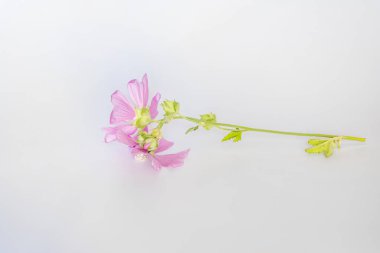 Malva alcea, daha büyük misk-mallow, kesilmiş mallow, mine çiçeği veya çayırda toplanan gülhock mallow taze çiçekleri beyaz arka planda izole edilmiş çiçekleri ovmak için.