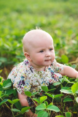Bebek yeşil yapraklı, taze lahanalı soya fasulyesi tarlasında sürünüyor..