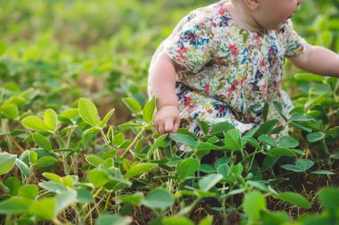 Bebek yeşil yapraklı, taze lahanalı soya fasulyesi tarlasında sürünüyor..