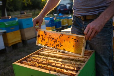 Arı yetiştiricisi arılarla ve arı kovanlarıyla çalışıyor. Arılar bal peteğinde. Arı kovanının çerçeveleri. Arıcılık. Tatlım..