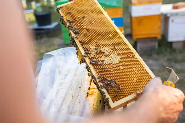 Imker Inspecteert Frame Met Koningin Cellen Bijenstal Avond Stralen Van — Stockfoto