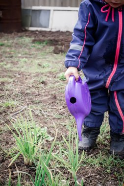Sebze bahçesinde sebze sulayan bir çocuk.