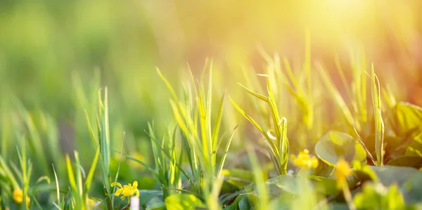 Fresco Giovane Erba Verde Prato Estivo Fiori Gialli Tra Sole — Foto Stock