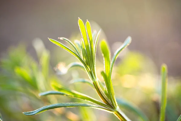 Kaz Çimi Galium Aparin Satırı Herb Yaz Çayırında Sarı Çiçekler — Stok fotoğraf