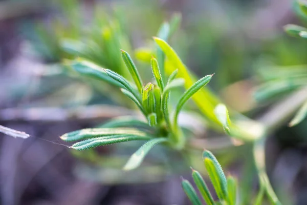 Galium Aparin Satır Clivers Goosegrass Catchweed Stickyweed Robin Run Hedge — Stok fotoğraf