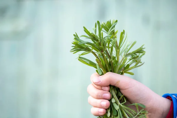 Fiúnál Van Galium Aparin Bárd Gyógynövényeket Gyűjteni Egy Környezetbarát Helyen — Stock Fotó