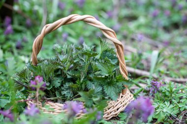 Hasır sepetteki ısırgan otu çalısı mor çiçeklerin arasında Corydalis Soda ormanda. Organik kozmetik malzemeleri için ilk bahar çevre dostu ısırgan otu koleksiyonu. Şifalı bitkiler.
