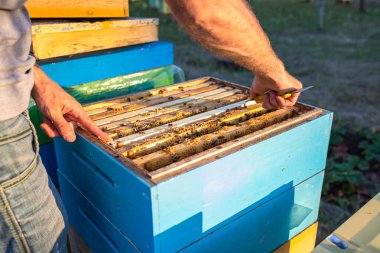 Arı Kovanı Bahar Yönetimi. Arı kovanını denetleyen arı yetiştiricisi yaz mevsimi için arı kovanını hazırlıyor. Arıcılık. Arı koruyucu koruyucu kostüm, arı kovanlarını kontrol ediyor. Arı kovanları, bal toplanmadan önce arı ailesini beslemek için geçen yılın mühürlü balı çerçevesini tutuyor.