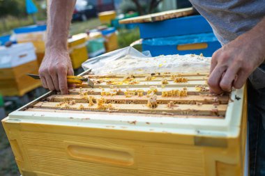 Arı Kovanı Bahar Yönetimi. Arı kovanını denetleyen arı yetiştiricisi yaz mevsimi için arı kovanını hazırlıyor. Arıcılık. Arı koruyucu koruyucu kostüm, arı kovanlarını kontrol ediyor. Arı kovanları, bal toplanmadan önce arı ailesini beslemek için geçen yılın mühürlü balı çerçevesini tutuyor.