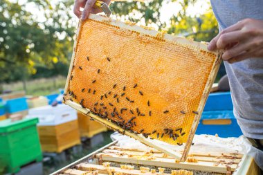 Arı Kovanı Bahar Yönetimi. Arı kovanını denetleyen arı yetiştiricisi yaz mevsimi için arı kovanını hazırlıyor. Arıcılık. Arı koruyucu koruyucu kostüm, arı kovanlarını kontrol ediyor. Arı kovanları, bal toplanmadan önce arı ailesini beslemek için geçen yılın mühürlü balı çerçevesini tutuyor.