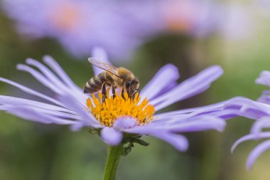 Aster alpinus veya dağ aster mor ya da leylak çiçeği bir arı polen veya nektar toplama ile. Mor çiçek çiçek yatakta bir papatya gibi.