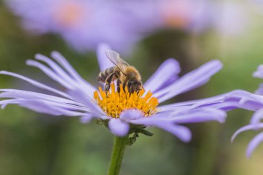 Aster alpinus veya dağ aster mor ya da leylak çiçeği bir arı polen veya nektar toplama ile. Mor çiçek çiçek yatakta bir papatya gibi.
