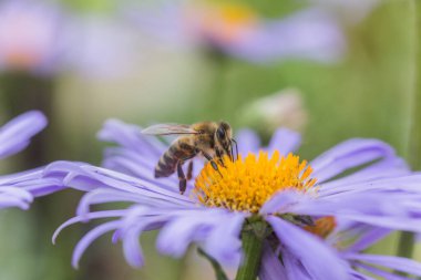 Aster alpinus veya dağ aster mor ya da leylak çiçeği bir arı polen veya nektar toplama ile. Mor çiçek çiçek yatakta bir papatya gibi.