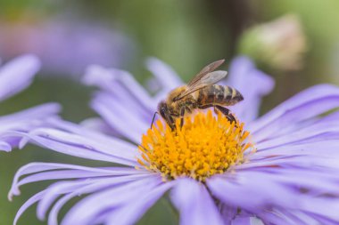 Aster alpinus veya dağ aster mor ya da leylak çiçeği bir arı polen veya nektar toplama ile. Mor çiçek çiçek yatakta bir papatya gibi.