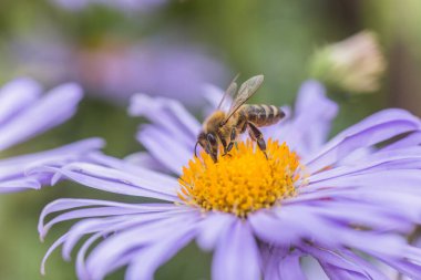 Aster alpinus veya dağ aster mor ya da leylak çiçeği bir arı polen veya nektar toplama ile. Mor çiçek çiçek yatakta bir papatya gibi.