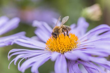 Aster alpinus veya dağ aster mor ya da leylak çiçeği bir arı polen veya nektar toplama ile. Mor çiçek çiçek yatakta bir papatya gibi.