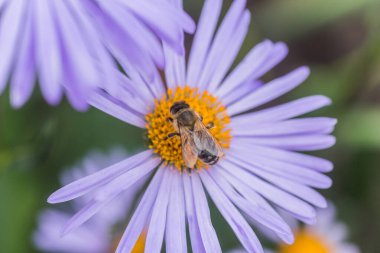 Aster alpinus veya dağ aster mor ya da leylak çiçeği bir arı polen veya nektar toplama ile. Mor çiçek çiçek yatakta bir papatya gibi.