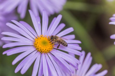 Aster alpinus veya dağ aster mor ya da leylak çiçeği bir arı polen veya nektar toplama ile. Mor çiçek çiçek yatakta bir papatya gibi.
