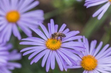 Aster alpinus veya dağ aster mor ya da leylak çiçeği bir arı polen veya nektar toplama ile. Mor çiçek çiçek yatakta bir papatya gibi.