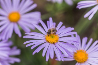 Aster alpinus veya dağ aster mor ya da leylak çiçeği bir arı polen veya nektar toplama ile. Mor çiçek çiçek yatakta bir papatya gibi.