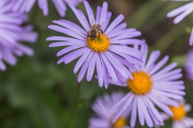 Aster alpinus veya dağ aster mor ya da leylak çiçeği bir arı polen veya nektar toplama ile. Mor çiçek çiçek yatakta bir papatya gibi.