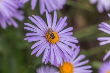 Aster alpinus veya dağ aster mor ya da leylak çiçeği bir arı polen veya nektar toplama ile. Mor çiçek çiçek yatakta bir papatya gibi.