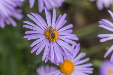 Aster alpinus veya dağ aster mor ya da leylak çiçeği bir arı polen veya nektar toplama ile. Mor çiçek çiçek yatakta bir papatya gibi.