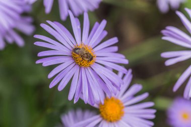 Aster alpinus veya dağ aster mor ya da leylak çiçeği bir arı polen veya nektar toplama ile. Mor çiçek çiçek yatakta bir papatya gibi.