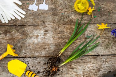 Nakil ve avuçlama bitkileri. Bahçe aletleri, spatula ve soğanlı nergis ağacının yanında spatula. Bahar geldi. Saksıdan bahçeye bitki nakli konsepti