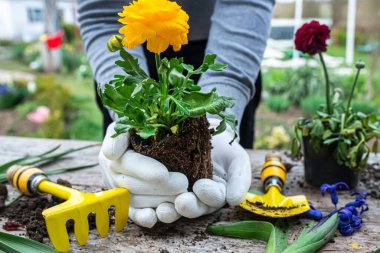 Çiftçinin elleri Ranunculus asiaticus, kökleri toprağın yumrusunda tutuluyor. Çiçek açan çirkin İran çalıları, sarı renkli M-Sakura nakliye kabından çiçek tarlasına nakledilirken. Peyzaj bahçe tasarımı kullanarak