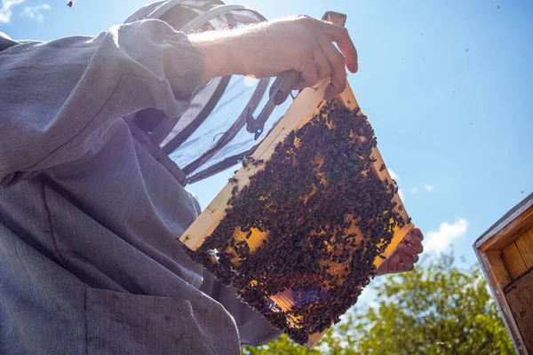 Beekeeper Inspects Frame Queen Cells Apiary Evening Rays Setting Sun — Stock Photo, Image