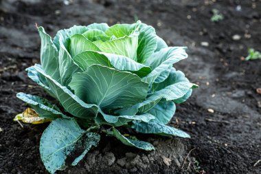 Lahana yetiştirmek. Bahçedeki sebze yatağında büyüyen lahana kafası.