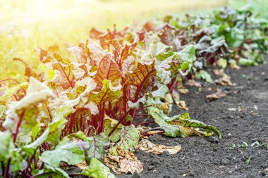 Bir parça pancar kökü. Taze yeşil pancar kökü yaprağı ya da pancar kökü tohumu. Yeşil pancar sırası organik çiftlikte büyür. Bahçe yatağında büyüyen pancar kökü yaprakları. Pancar yaprağı tarlası