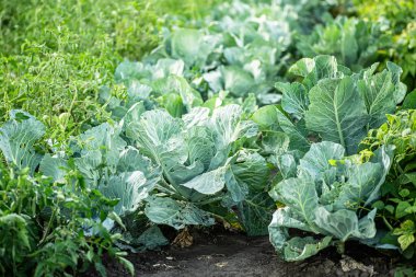 Yağmurdan sonra bahçede lahana yatağı. Arka bahçede taze lahana. Çalılıklarda yeşil domatesler