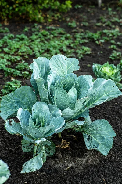 homegrown organic cabbage. Cabbage head growing on vegetable bed in garden with leaves on soil background. Freshly harvested cabbage. Soft focus