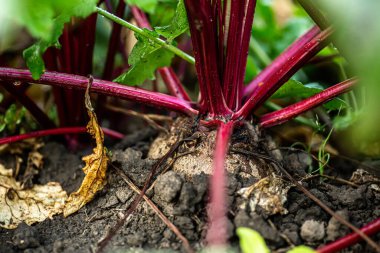 Closeup beetroot growing on garden bed. Field of beetroot foliage.