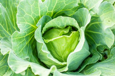 homegrown organic cabbage. Cabbage head growing on vegetable bed in garden with leaves on soil background. Freshly harvested cabbage on a vegetable garden. freshly White cabbage harvest. Healthy organic food, vegetables, agriculture, close up
