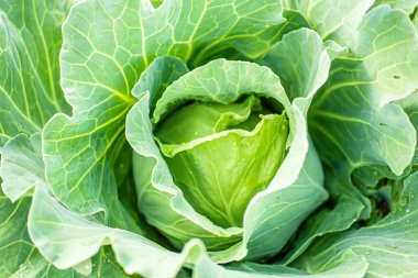 homegrown organic cabbage. Cabbage head growing on vegetable bed in garden with leaves on soil background. Freshly harvested cabbage on a vegetable garden. freshly White cabbage harvest. Healthy organic food, vegetables, agriculture, close up