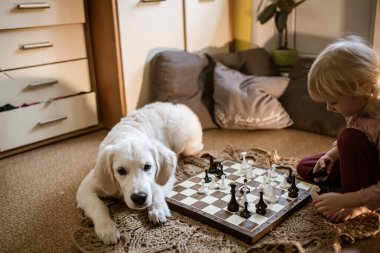 Bir çocuk satranç tahtasındaki satranç taşlarını hareket ettirerek satranç oynar. Bebeğin yanında kendi kendine oynayan Golden Retriever köpeği.