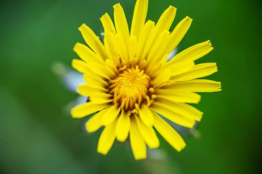 One dandelion flower close-up on a green background