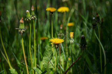 Dandelions with sunlight on green grass. Green field with yellow dandelions. Closeup of yellow spring flowers on the ground