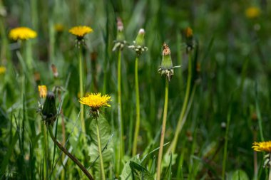 Dandelions with sunlight on green grass. Green field with yellow dandelions. Closeup of yellow spring flowers on the ground