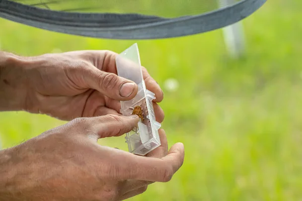 Arıcı kraliçe arı kovanına Roayl Jelly Cups koyar, kraliçe arı kovanı büyümeye hazırlanır.